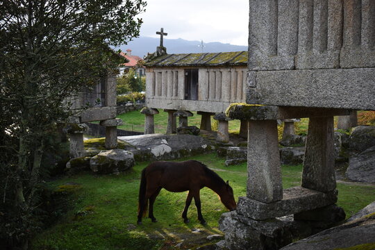 cavalo, animais, relva, fazenda, natureza, campo, braun, cavalo, pastagem, cachorro, pradaria, mam&iacute;fero, garanh&atilde;o, animais, cavalo, noir, rural, paisagem, ver&atilde;o, corrida, verde, potro, mares