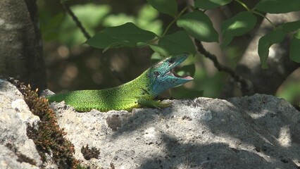 Naklejka na ściany i meble Green lizard male (Lacerta viridis) yawning in the summer shade