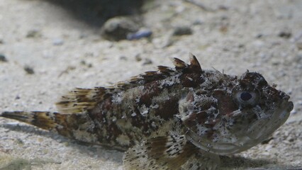 Close-up of tompot blenny fish (Parablennius gattorugine) on sandy seabed