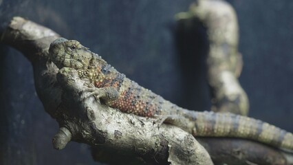 Obraz premium Chinese crocodile lizard (Shinisaurus crocodilurus) rests on branch