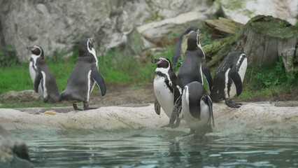 Fototapeta premium Banded penguins (Spheniscus) standing on water bank