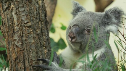 Portrait of cute koala (Phascolarctos cinereus) in an eucalyptus tree