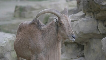 Portrait of mountain wild goat