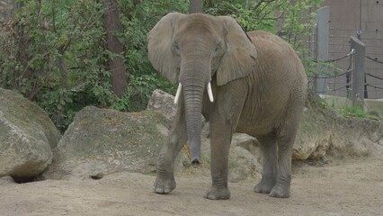 African elephant (Loxodonta) at the zoo