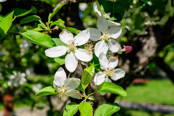 Close up of a branch with delicate white apple tree flowers in full bloom with blurred background in a garden in a sunny spring day, beautiful Japanese cherry blossoms floral background, sakura