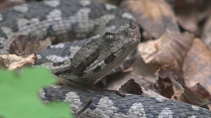 Close-up portrait of horned viper (Vipera ammodytes) in its habitat