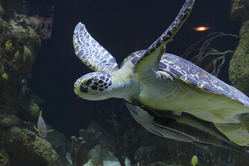 Big sea turtle swimming underwater