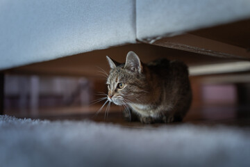 Cute young cat hiding under couch