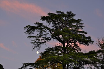 Atmosfera irreale e romantica di un albero con la luna tra i rami in un cielo al tramonto con...