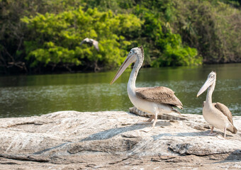 A group of pelicans feeding on fishes in the Cauvery river inside Ranganathittu Bird Sanctuary during a boat ride