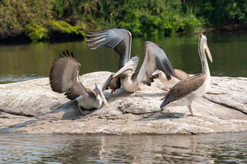 A group of pelicans feeding on fishes in the Cauvery river inside Ranganathittu Bird Sanctuary during a boat ride