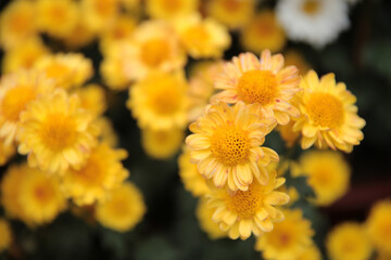 a Chrysanthemum flower guldaudi flower at hk