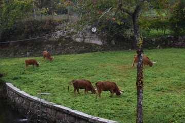 cavalo, animais, relva, natureza, fazenda, cavalo, campo, pradaria, braun, pastagem, verde,...
