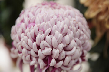 a Pink chrysanthemums with a yellow core on a blurry background close-up.