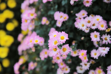 a Pink chrysanthemums with on a blurry background close-up.