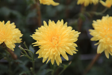 Obraz premium a Chrysanthemum flower guldaudi flower at hk