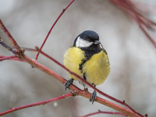 Cute bird Great tit, songbird sitting on a branch without leaves in the autumn or winter.