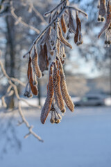 Frosty, dry linden flowers in winter