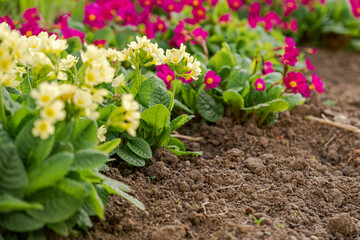 Easter concept. Primrose Primula with yellow flowers in flowerbed in spring time. Inspirational natural floral spring or summer blooming garden or park. Hello spring