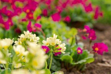 Easter concept. Primrose Primula with yellow and pink flowers in flowerbed in spring time. Inspirational natural floral spring or summer blooming garden or park. Hello spring