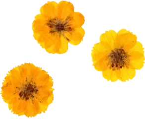 Fotobehang Bloemen Yellow Flat Pressed and Dried Isolated Cosmos Flowers  © DSGNRL
