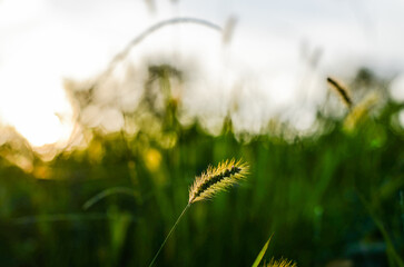 Setaria viridis in the park.