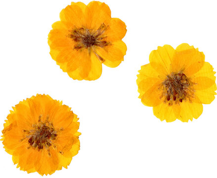 Fototapeta Yellow Flat Pressed and Dried Isolated Cosmos Flowers