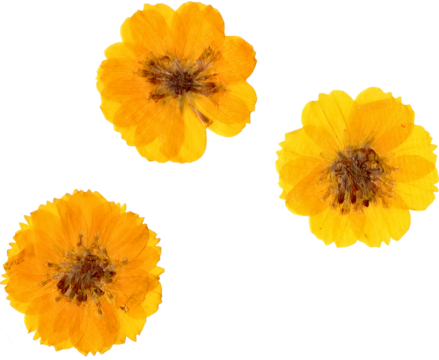 Yellow Flat Pressed and Dried Isolated Cosmos Flowers