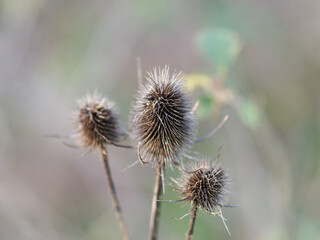 Dry thistle flower on the meadow. Dipsacus fullonum with a beautiful bokeh on a background.