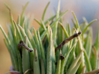 detail of a succulent plant