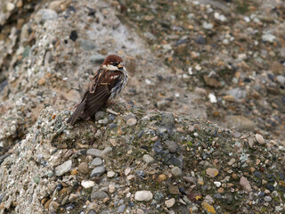 house sparrow