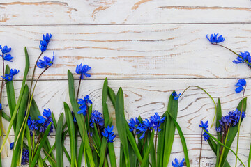 Blue scilla flowers on white wooden background