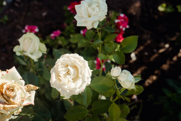 Obraz na płótnie Canvas garden white rose top view, close up