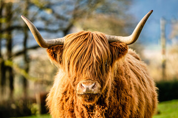 Highland cow close up - obrazy, fototapety, plakaty