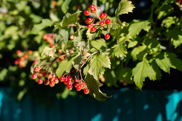 Branches of viburnum with red clusters of ripe berries near the fence of the old village at the end of summer,