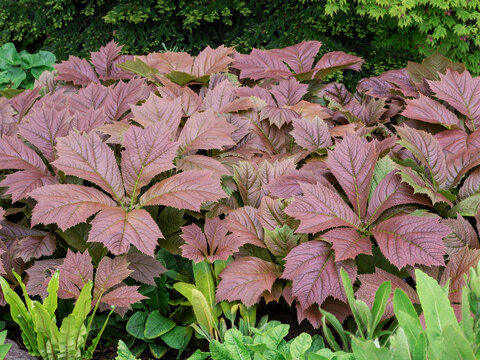 Bronze leaves of Rodgersia podophylla in a garden