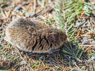 A closeup of a Common vole, Microtus arvalis, on the ground with a blurry background