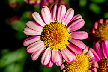 Obraz premium flores y plantes de distintos tipos y colores captados en jardines y campos de Chile