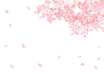 かわいい薄いピンク色の桜の花と花びら春の水彩白バックフレーム背景素材イラスト - obrazy, fototapety, plakaty
