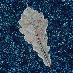 Frozen leaf of wood in frost lies on asphalt. Minimalism. Background for splash screen..