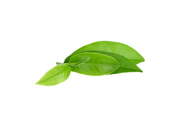 Obraz premium Green tea leaf isolated on transparent png