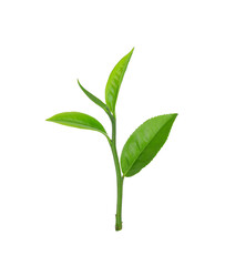 Green tea leaf isolated on transparent png