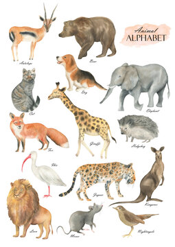 Animal alphabet set1