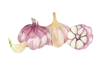 Illustration of garlic