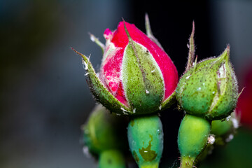 flores de distintos tipos y colores captadas en jardines o en el campo de Chile