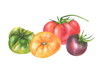 Tomato illustration