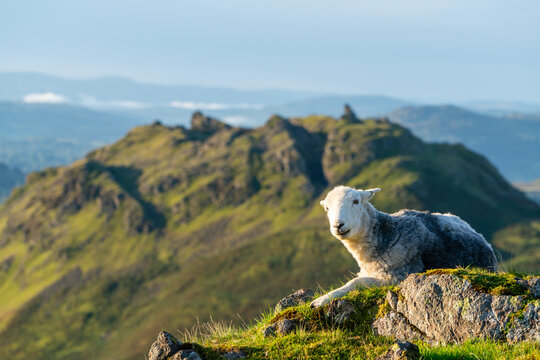 Herdwick sheep on the fells in the Lake District above Grasmere
