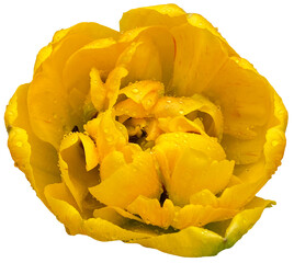 PNG Yellow tulip flower head isolated on transparent background