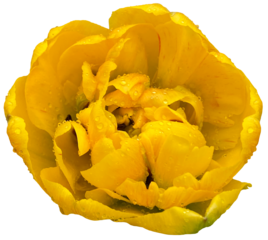 PNG Yellow tulip flower head isolated on transparent background
