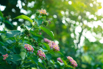 Lantana camara commonly known as west indian lantana